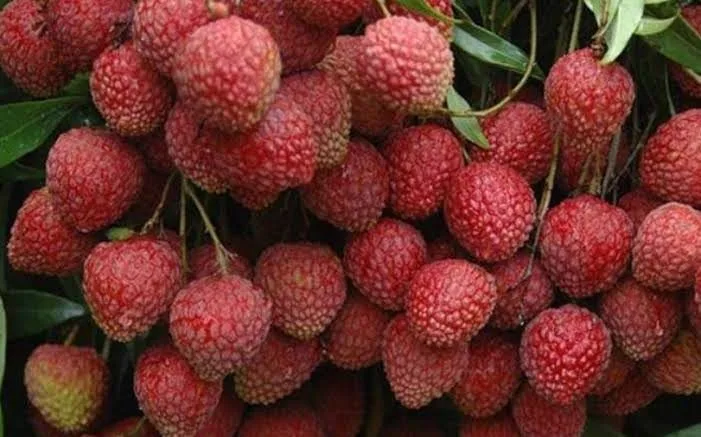 Muzaffarpur Litchi - mature plant reference image 3