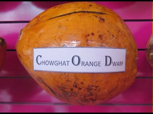 Chowghat Orange Dwarf Semi Dwarf - mature plant reference image 3