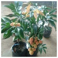 China Litchi