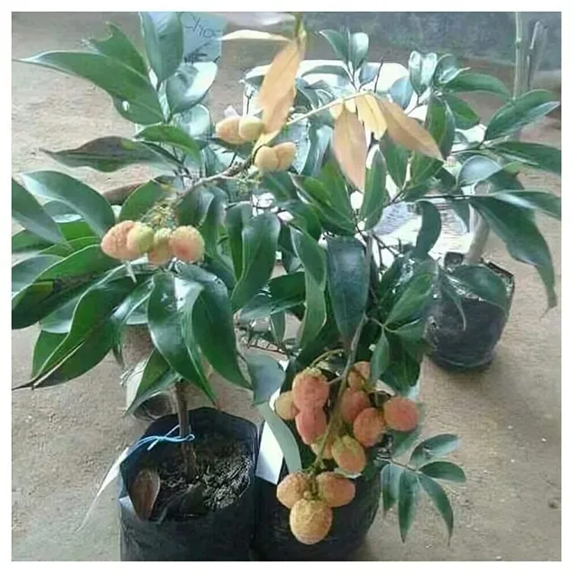 China Litchi — mature plant reference