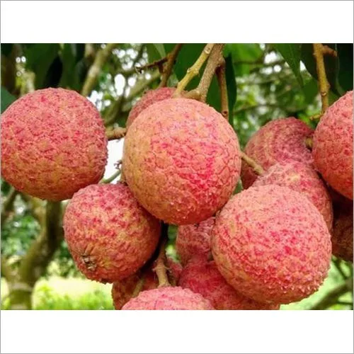 China Litchi - mature plant reference image 2