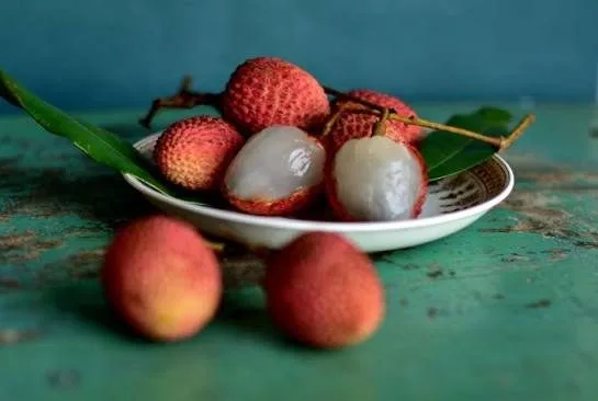 China Litchi - mature plant reference image 3