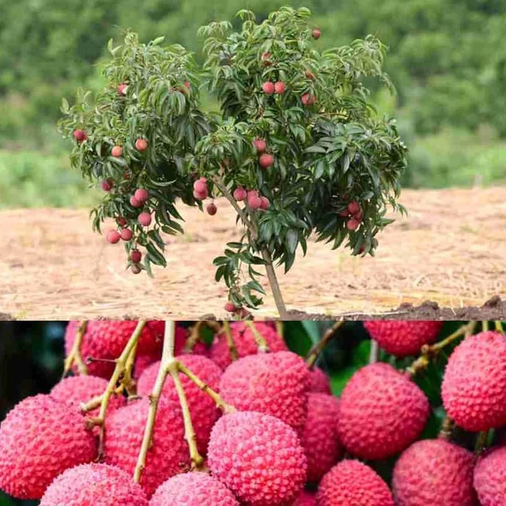 Bombay Litchi