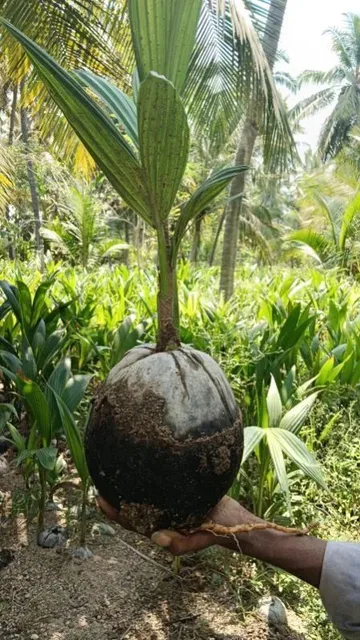 DxT Hybrid Coconut — mature plant reference