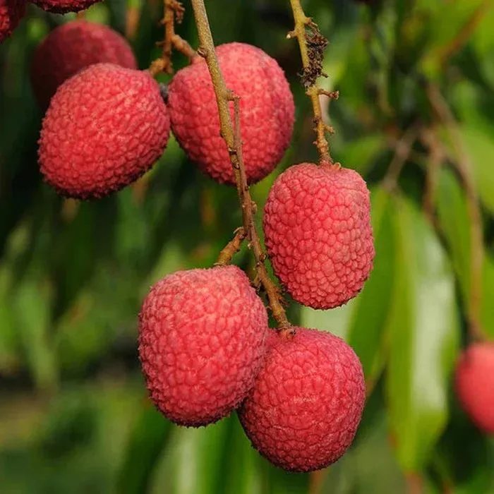 Bombay Litchi - mature plant reference image 2