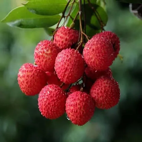 Bombay Litchi - mature plant reference image 3
