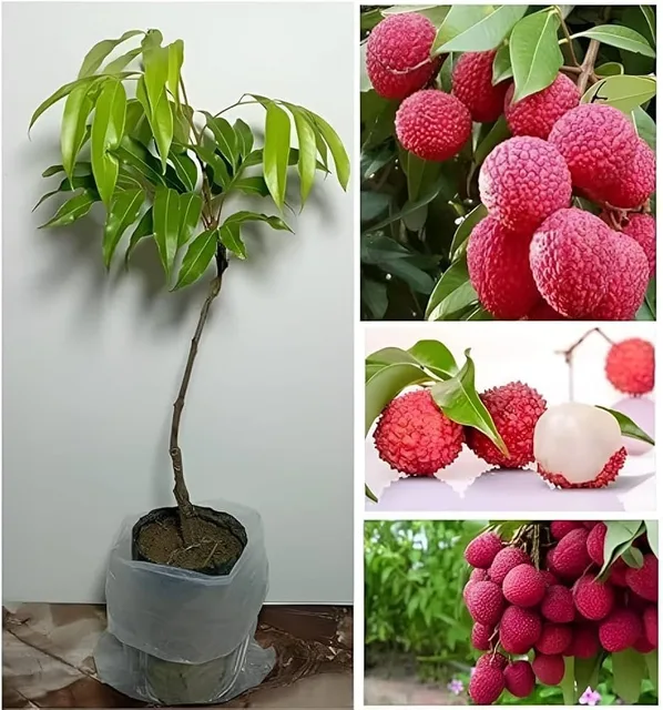 Seedless Litchi — mature plant reference