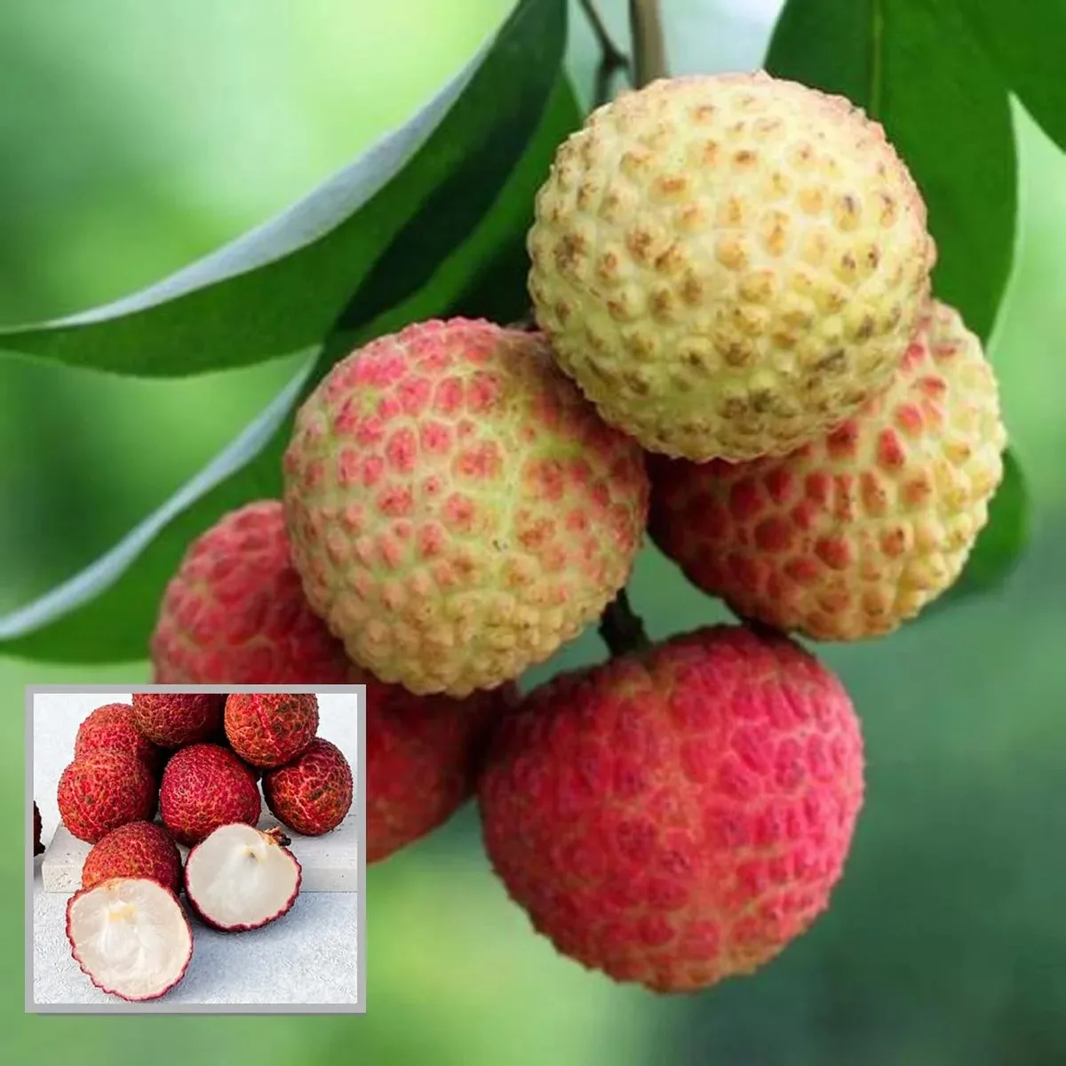 Seedless Litchi - mature plant reference image 2
