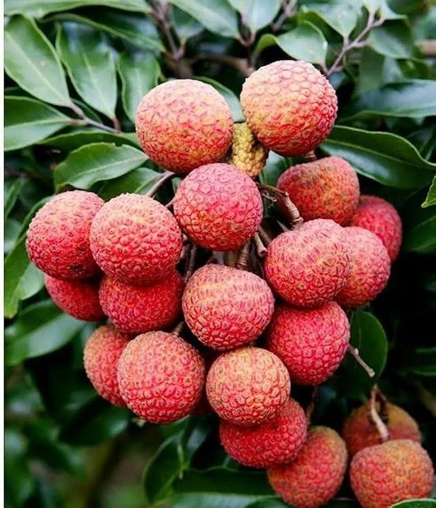 Seedless Litchi - mature plant reference image 3