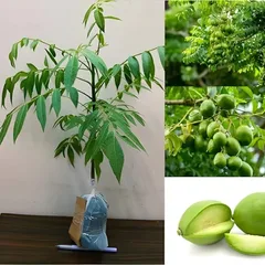 Hybrid Amra / Hog Plum