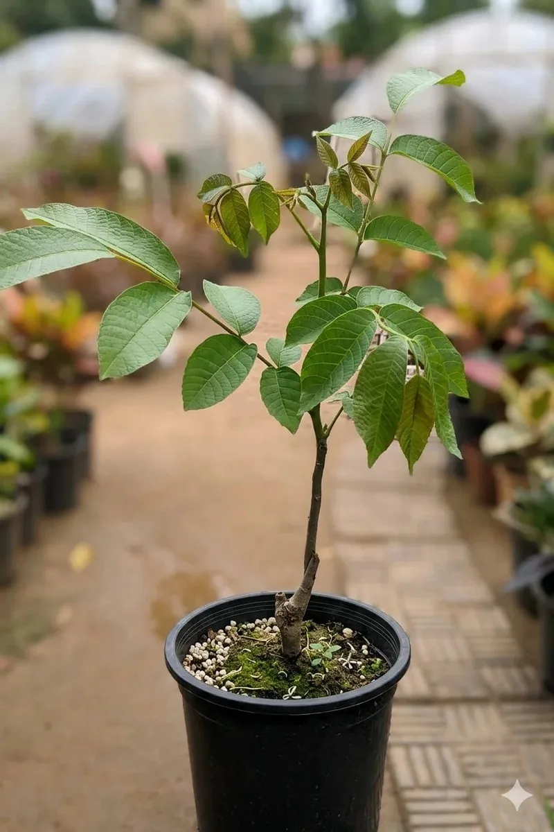 Hybrid Amra - mature plant reference image 2