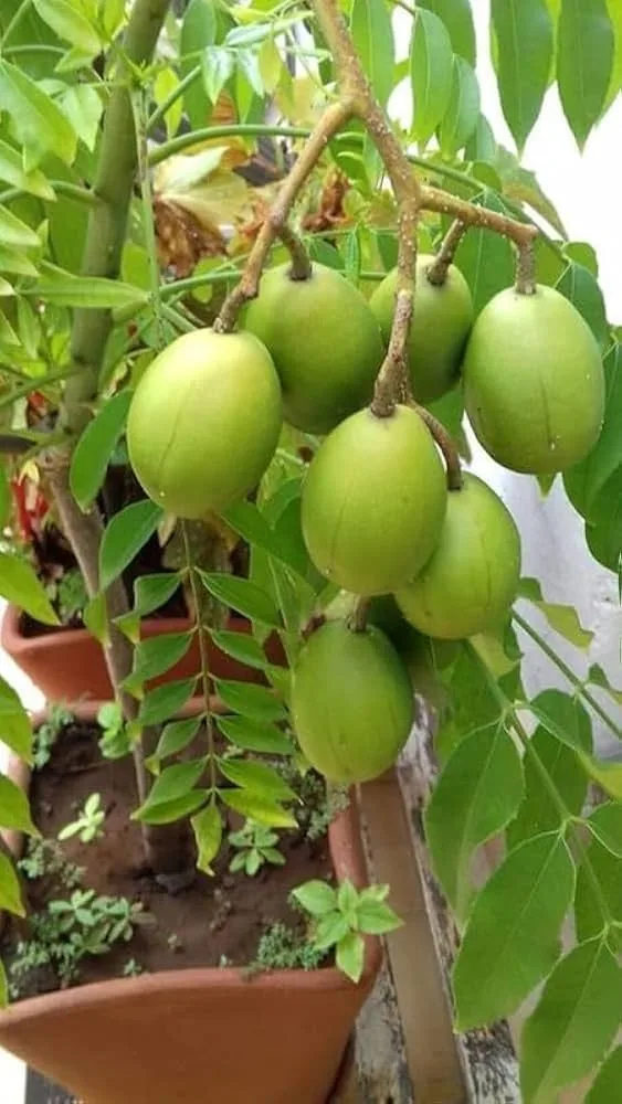 Hybrid Amra - mature plant reference image 3