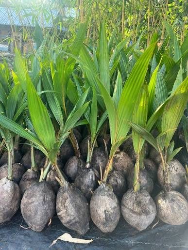 DxT Hybrid Coconut - mature plant reference image 2