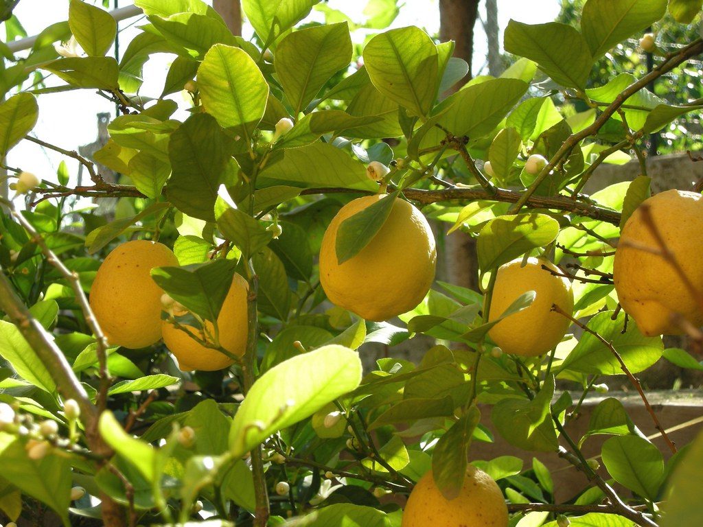 Terrace Citrus Mastery: How to Get 150+ Lemons a Year from Potted Kolkata Pati, Eureka & Baramasi Plants