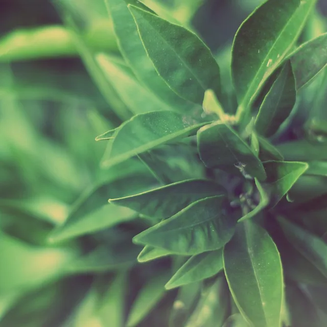 Artisanal Grafting - Young Citrus Foliage