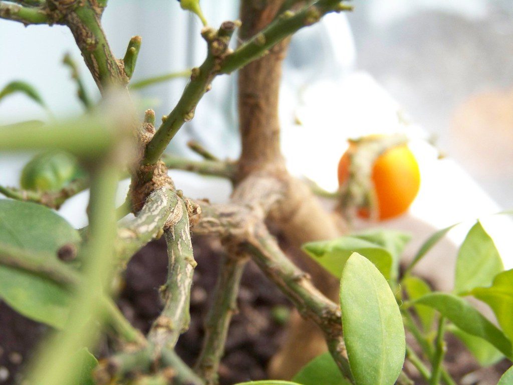 Organic & IPM Plant Protection: Stopping Citrus Leaf Miner, Mango Hopper, Thrips & Gummosis Safely