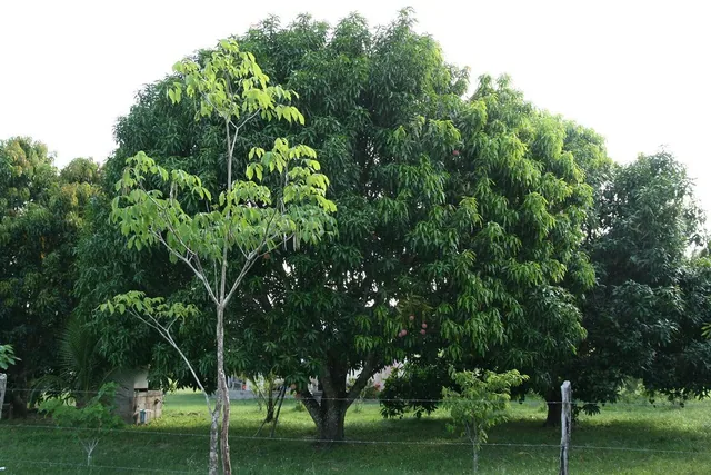 Nursery Hardened - Sunlit Mango Orchard