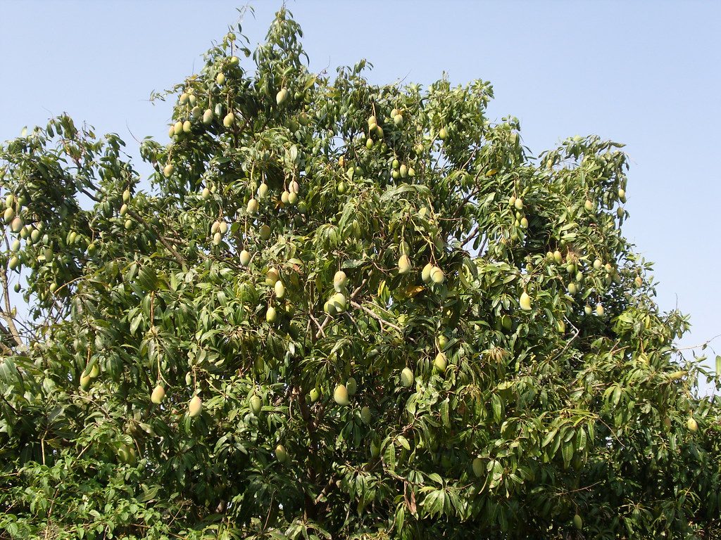 Why Flowers & Marble-Sized Fruits Drop—and How to Lock In a Heavy Harvest