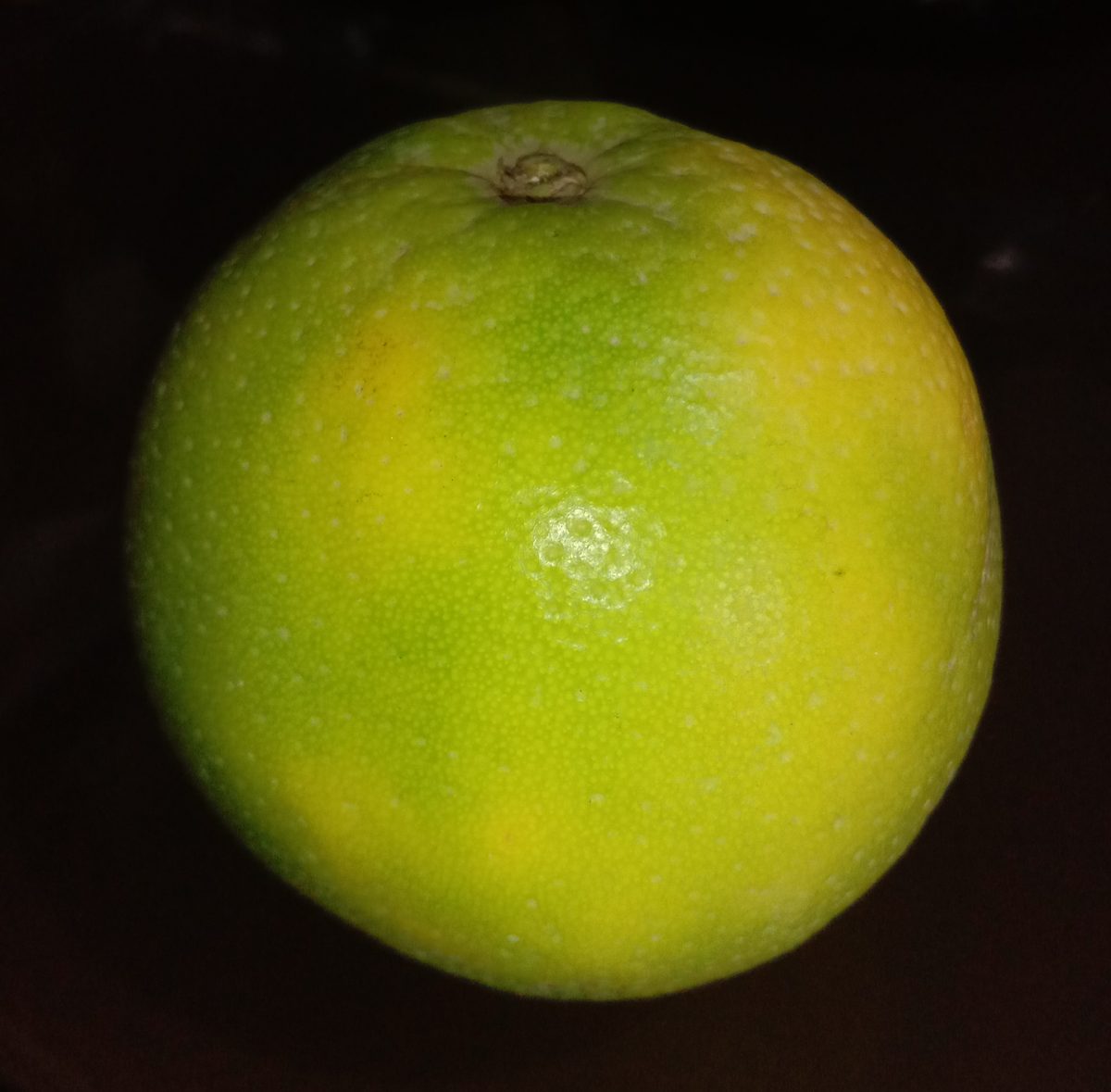 Mastering Ambe, Mrig & Hasta Bahar: How Professional Orchards Trigger Heavy Citrus Flowering on Command