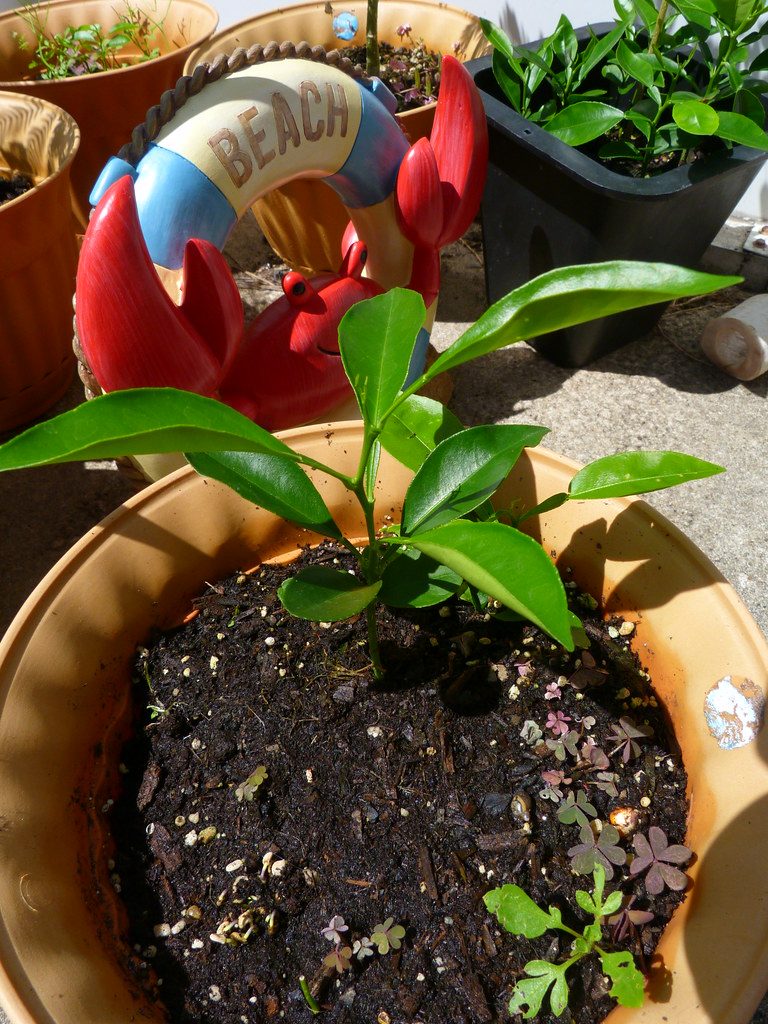 Rootstock Science: Choosing Between Carrizo, Rangpur Lime, Swingle, C-35 & X-639 for Your Soil & Climate